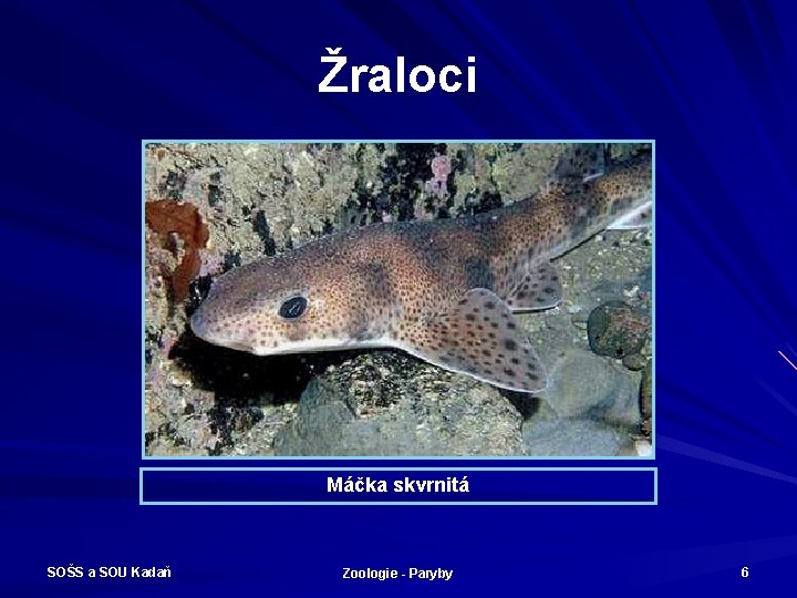 Žraloci Máčka skvrnitá SOŠS a SOU Kadaň Zoologie - Paryby 6 