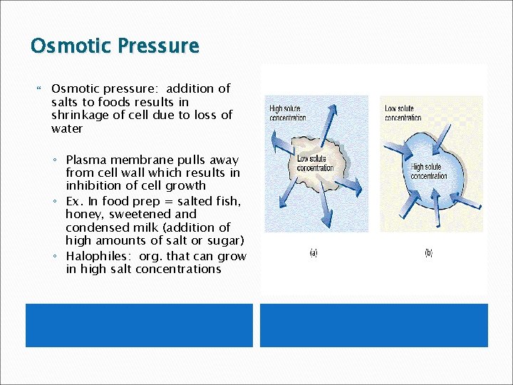 Osmotic Pressure Osmotic pressure: addition of salts to foods results in shrinkage of cell