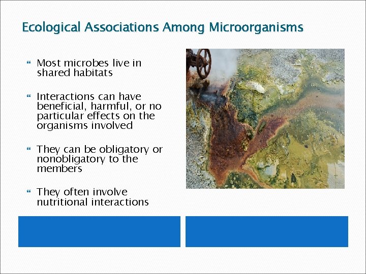 Ecological Associations Among Microorganisms Most microbes live in shared habitats Interactions can have beneficial,