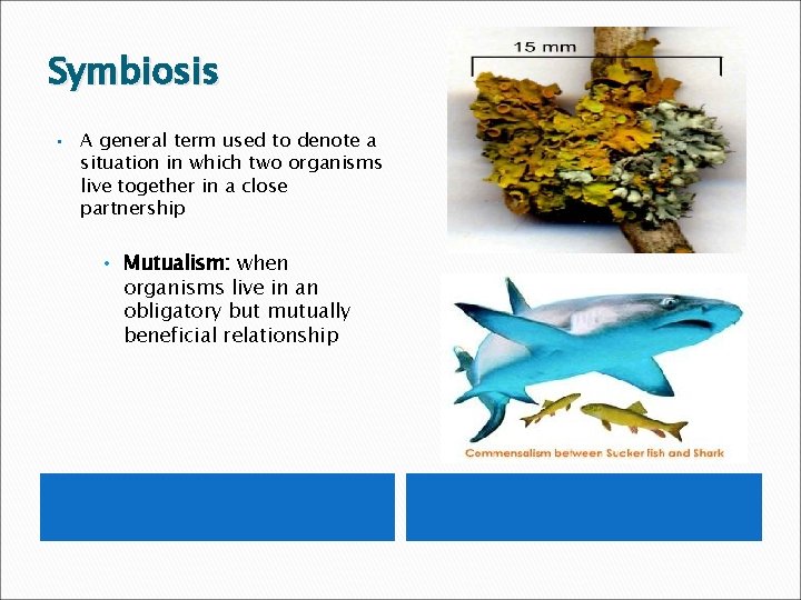 Symbiosis • A general term used to denote a situation in which two organisms