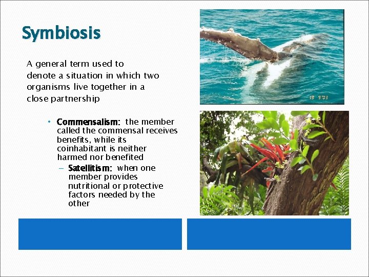 Symbiosis A general term used to denote a situation in which two organisms live