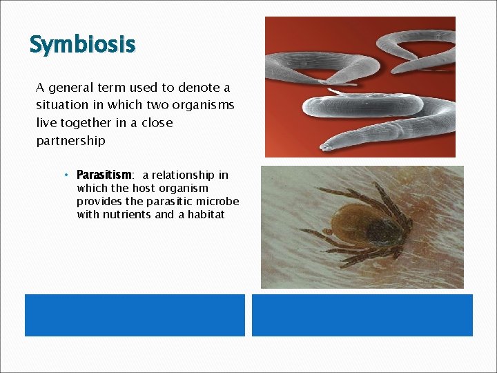 Symbiosis A general term used to denote a situation in which two organisms live