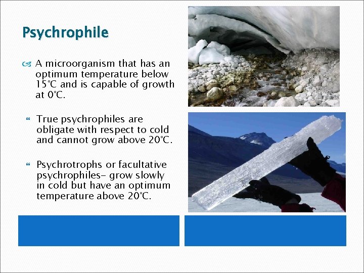 Psychrophile A microorganism that has an optimum temperature below 15°C and is capable of