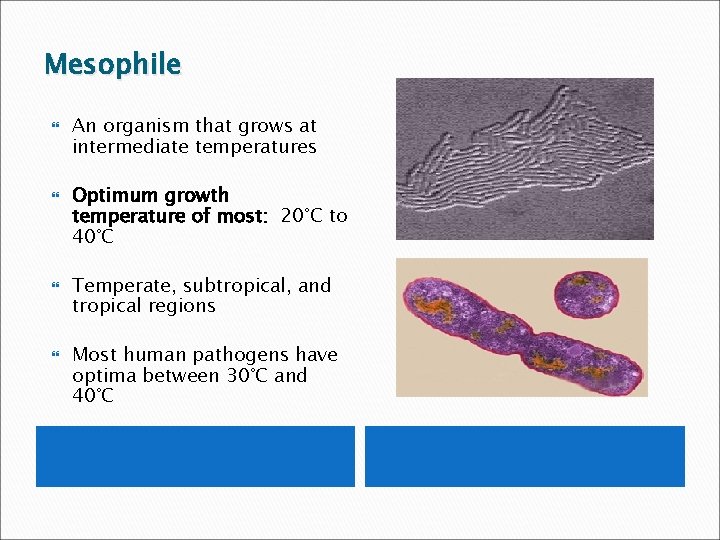 Mesophile An organism that grows at intermediate temperatures Optimum growth temperature of most: 20°C