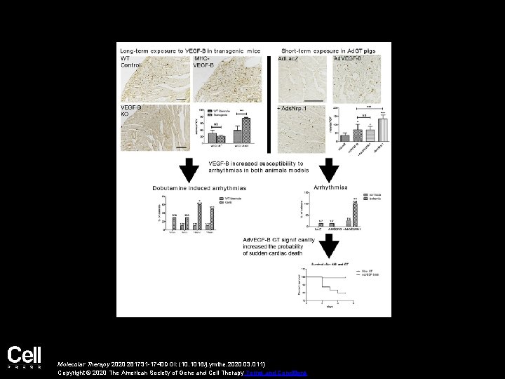 Molecular Therapy 2020 281731 -1740 DOI: (10. 1016/j. ymthe. 2020. 03. 011) Copyright ©