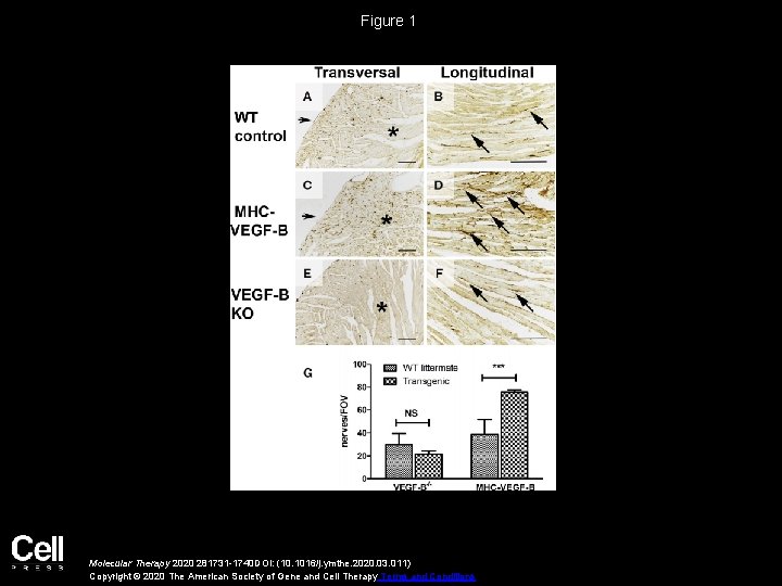 Figure 1 Molecular Therapy 2020 281731 -1740 DOI: (10. 1016/j. ymthe. 2020. 03. 011)