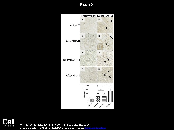 Figure 2 Molecular Therapy 2020 281731 -1740 DOI: (10. 1016/j. ymthe. 2020. 03. 011)