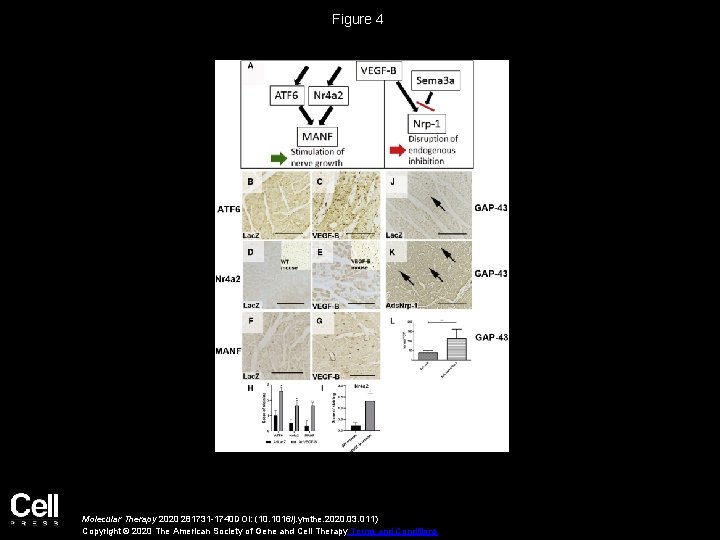 Figure 4 Molecular Therapy 2020 281731 -1740 DOI: (10. 1016/j. ymthe. 2020. 03. 011)