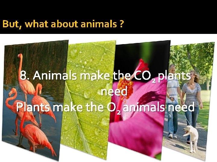 But, what about animals ? 8. Animals make the CO 2 plants need Plants