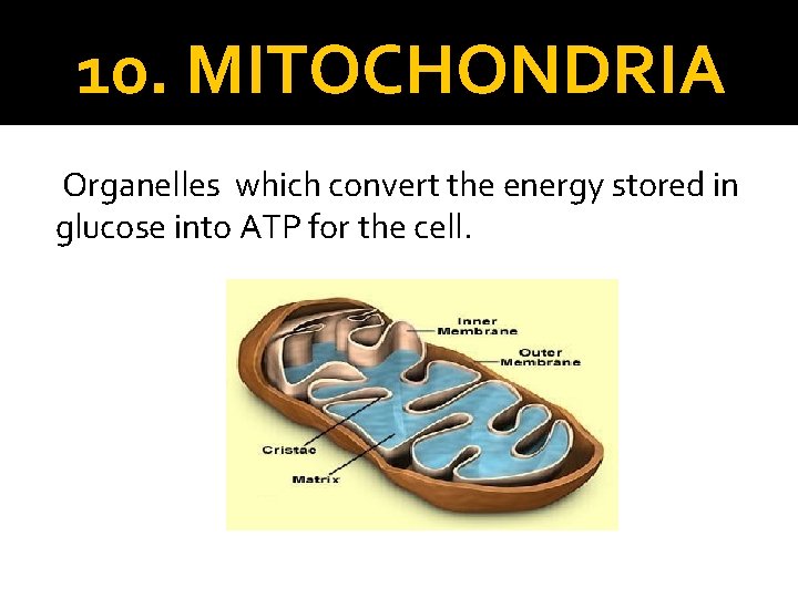 10. MITOCHONDRIA Organelles which convert the energy stored in glucose into ATP for the