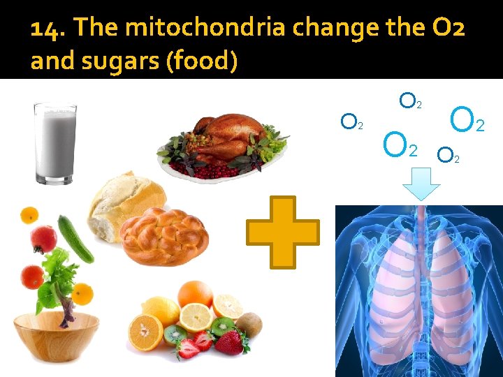 14. The mitochondria change the O 2 and sugars (food) O 2 O 2