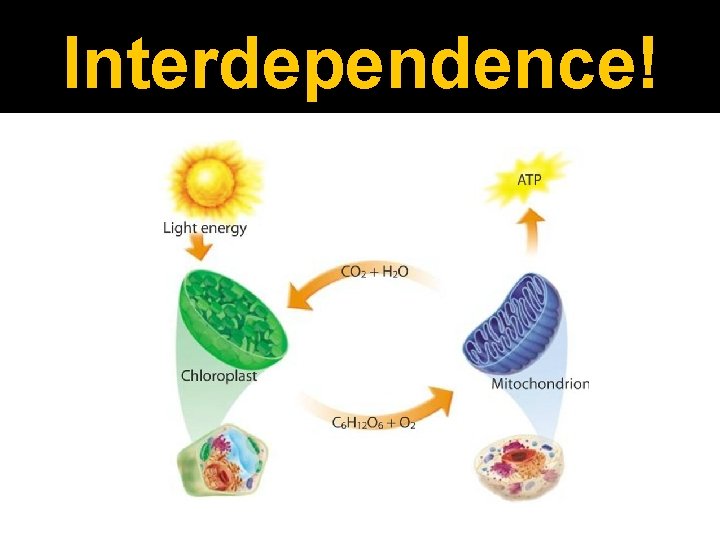 Interdependence! 