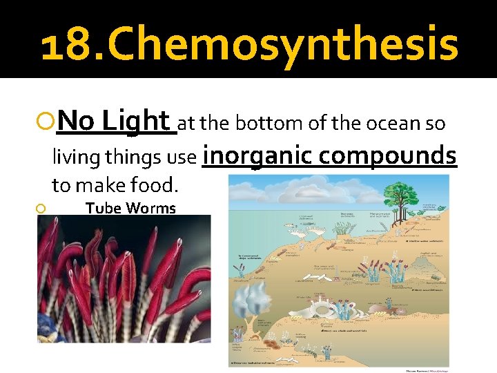 18. Chemosynthesis No Light at the bottom of the ocean so living things use