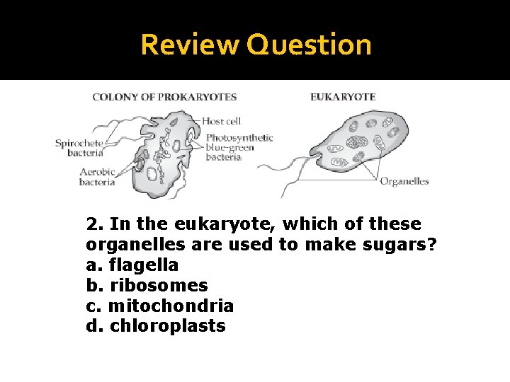 Review Question 2. In the eukaryote, which of these organelles are used to make