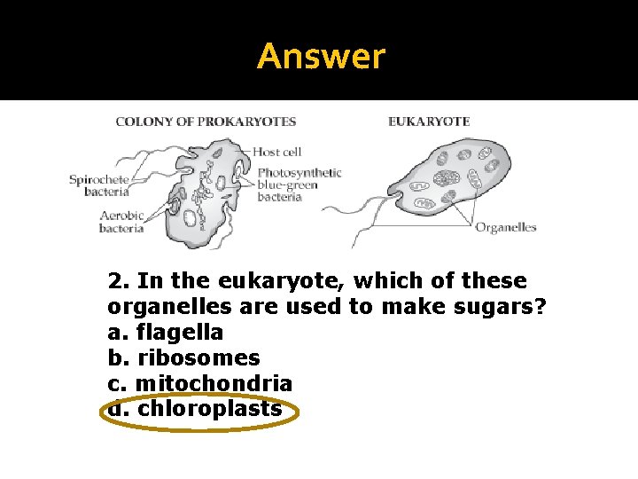 Answer 2. In the eukaryote, which of these organelles are used to make sugars?