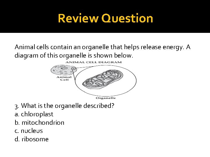 Review Question Animal cells contain an organelle that helps release energy. A diagram of