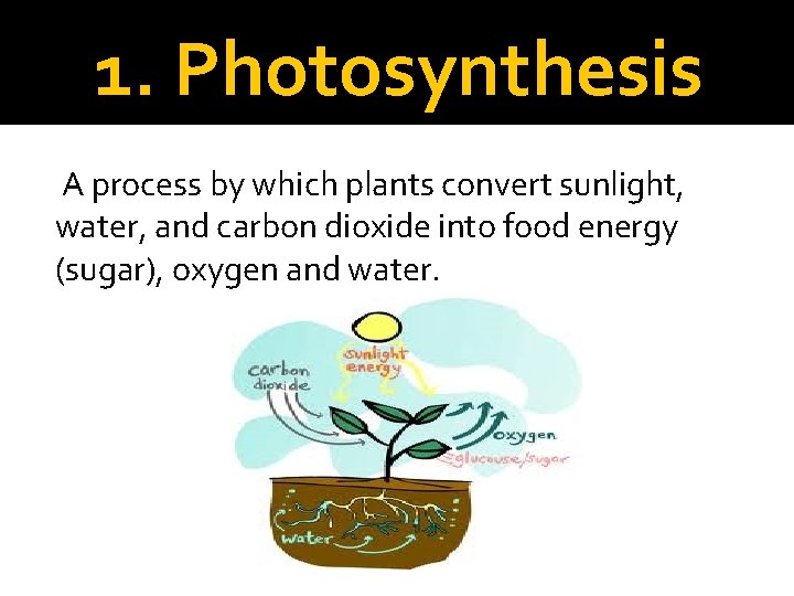 1. Photosynthesis A process by which plants convert sunlight, water, and carbon dioxide into