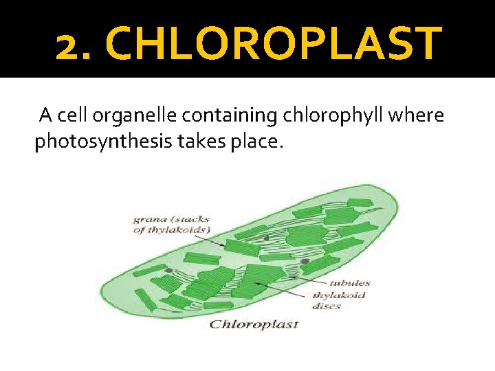 2. CHLOROPLAST A cell organelle containing chlorophyll where photosynthesis takes place. 