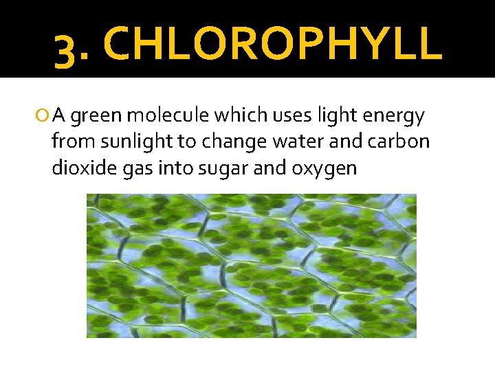 3. CHLOROPHYLL A green molecule which uses light energy from sunlight to change water