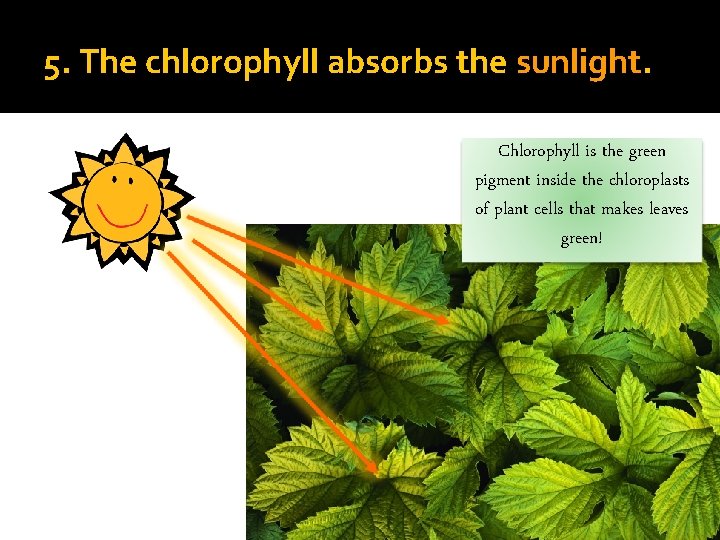5. The chlorophyll absorbs the sunlight. Chlorophyll is the green pigment inside the chloroplasts