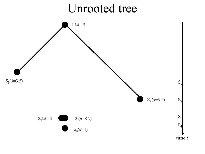 Unrooted tree 1 (d=0) S 1(d=3. 5) S 1 S 2(d=6. 5) S 3(d=0)