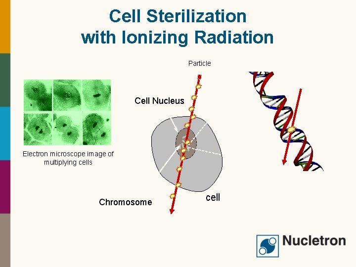 Cell Sterilization with Ionizing Radiation Particle Cell Nucleus Electron microscope image of multiplying cells