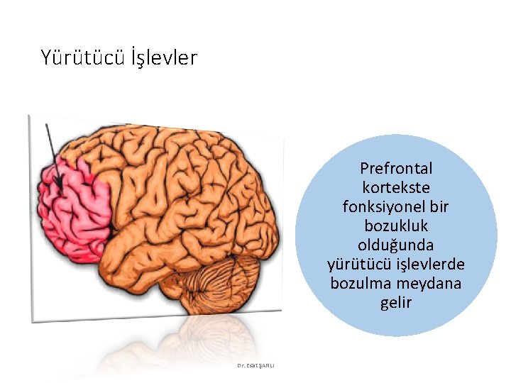 Yürütücü İşlevler Prefrontal kortekste fonksiyonel bir bozukluk olduğunda yürütücü işlevlerde bozulma meydana gelir Dr.