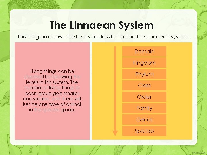 The Linnaean System This diagram shows the levels of classification in the Linnaean system. The Linnaean System This diagram shows the levels of classification in the Linnaean system.