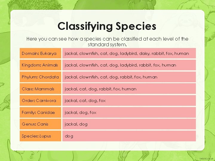 Classifying Species Here you can see how a species can be classified at each Classifying Species Here you can see how a species can be classified at each