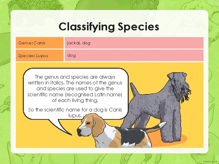Classifying Species Genus: Canis jackal, dog Species: Lupus dog The genus and species are Classifying Species Genus: Canis jackal, dog Species: Lupus dog The genus and species are