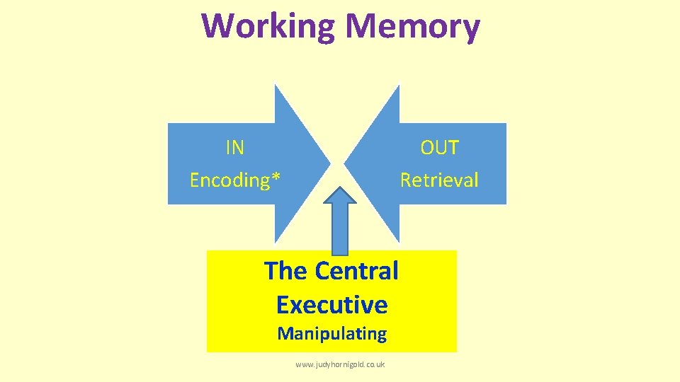 Working Memory IN Encoding* OUT Retrieval The Central Executive Manipulating www. judyhornigold. co. uk