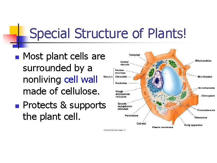 Special Structure of Plants! n n Most plant cells are surrounded by a nonliving