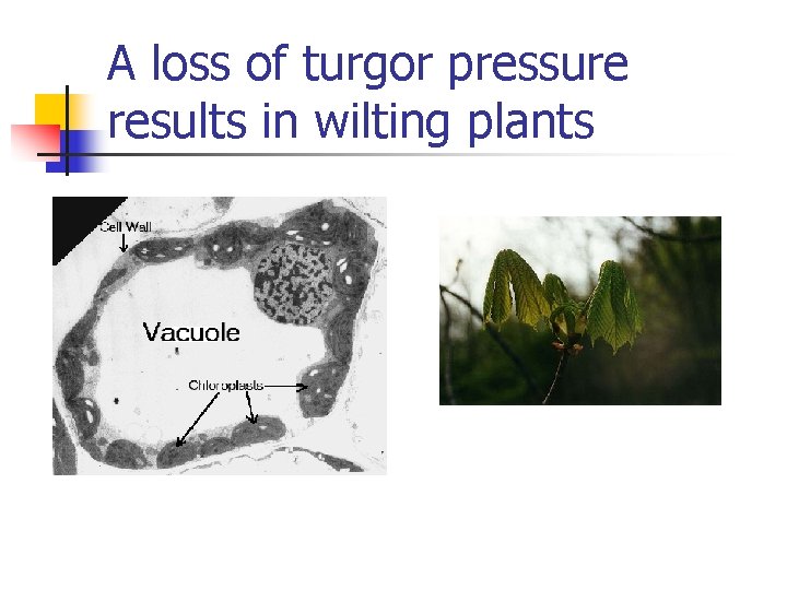 A loss of turgor pressure results in wilting plants 