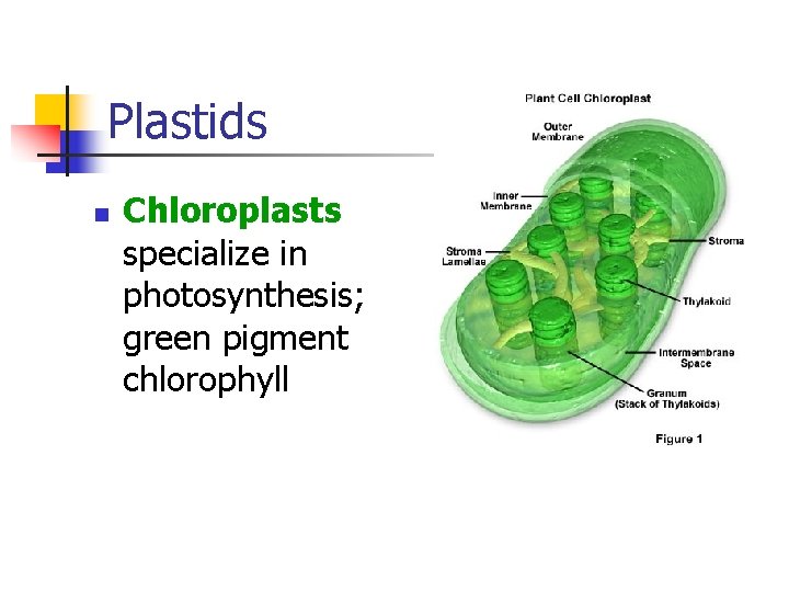 Plastids n Chloroplasts specialize in photosynthesis; green pigment chlorophyll 
