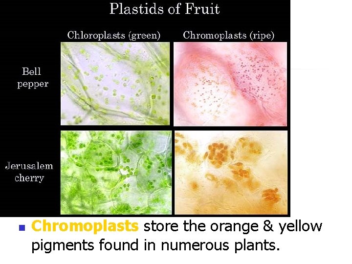 n Chromoplasts store the orange & yellow pigments found in numerous plants. 