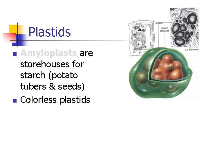 Plastids n n Amyloplasts are storehouses for starch (potato tubers & seeds) Colorless plastids