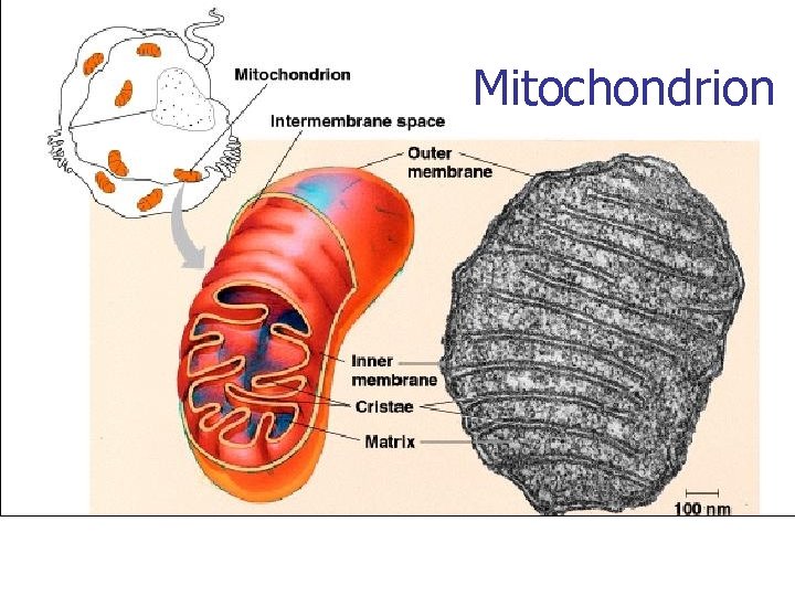 Mitochondrion 