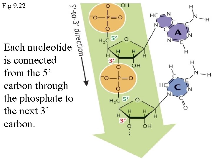 Fig 9. 22 Each nucleotide is connected from the 5’ carbon through the phosphate