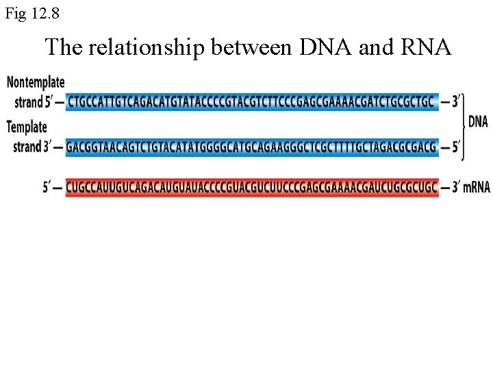 Fig 12. 8 The relationship between DNA and RNA 