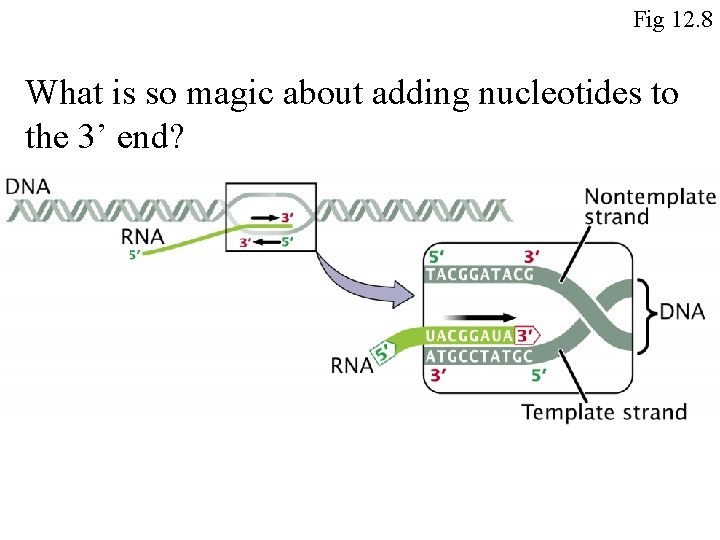 Fig 12. 8 What is so magic about adding nucleotides to the 3’ end?