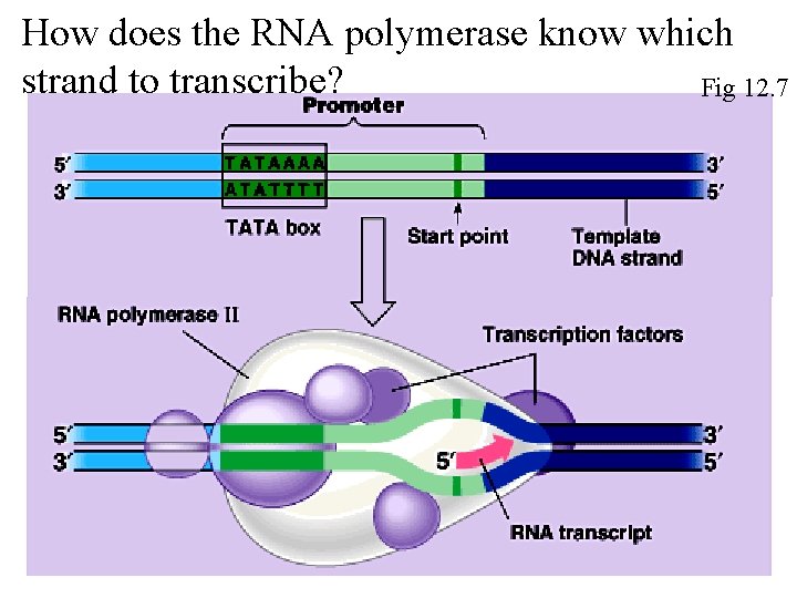 How does the RNA polymerase know which strand to transcribe? Fig 12. 7 