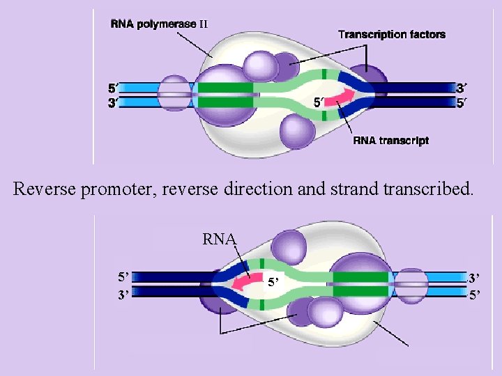 Reverse promoter, reverse direction and strand transcribed. RNA 5’ 3’ 5’ 