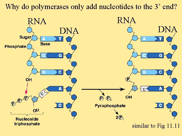 Why do polymerases only add nucleotides to the 3’ end? RNA DNA U U