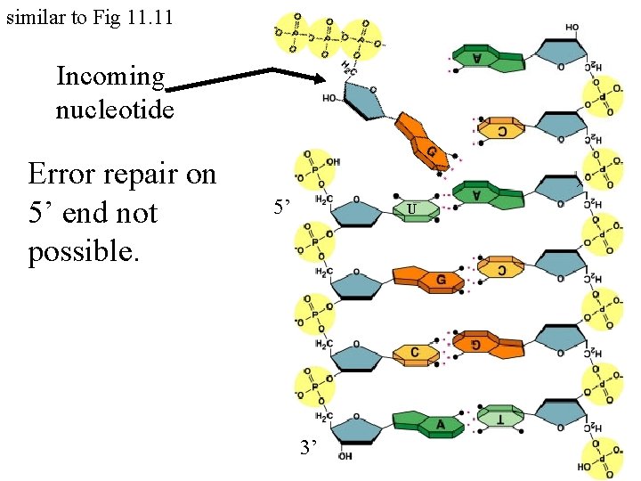 similar to Fig 11. 11 Incoming nucleotide Error repair on 5’ end not possible.
