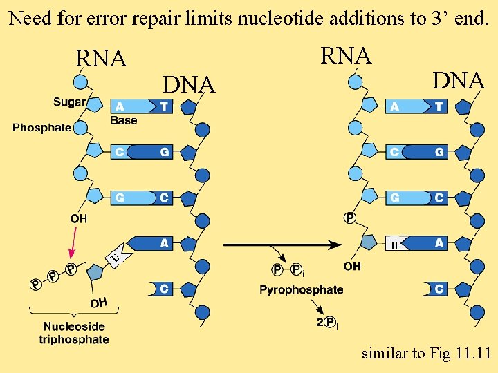 Need for error repair limits nucleotide additions to 3’ end. RNA DNA U U