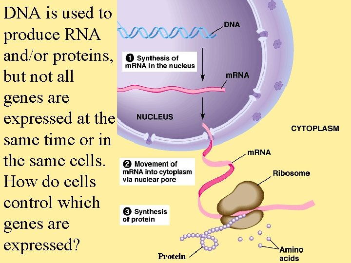 DNA is used to produce RNA and/or proteins, but not all genes are expressed