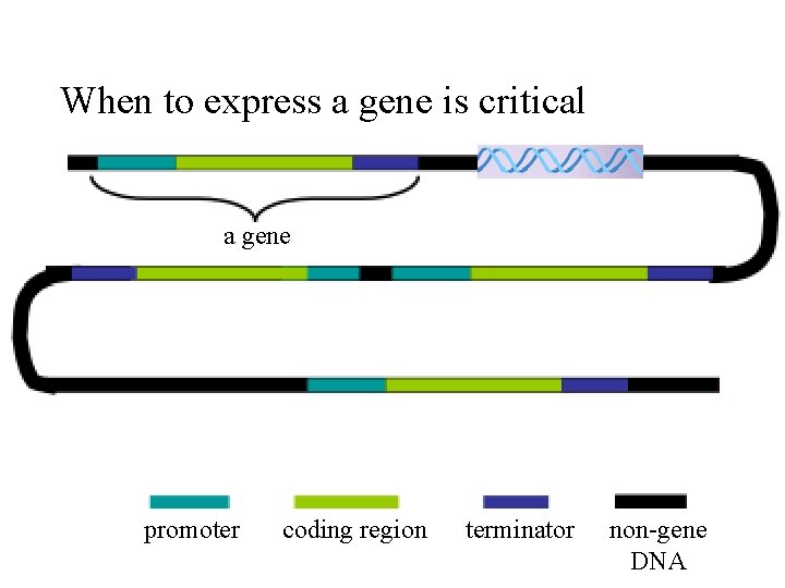 When to express a gene is critical a gene promoter coding region terminator non-gene