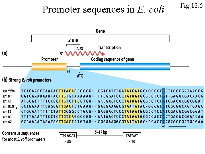 Promoter sequences in E. coli Fig 12. 5 