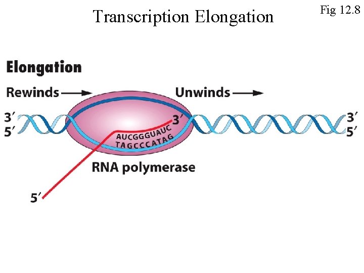 Transcription Elongation Fig 12. 8 