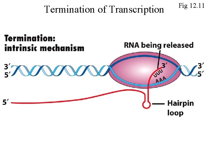 Termination of Transcription Fig 12. 11 